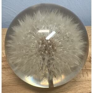 Dandelion Seed Puff Paperweight Made In Great Britain Hafod Grange Clear